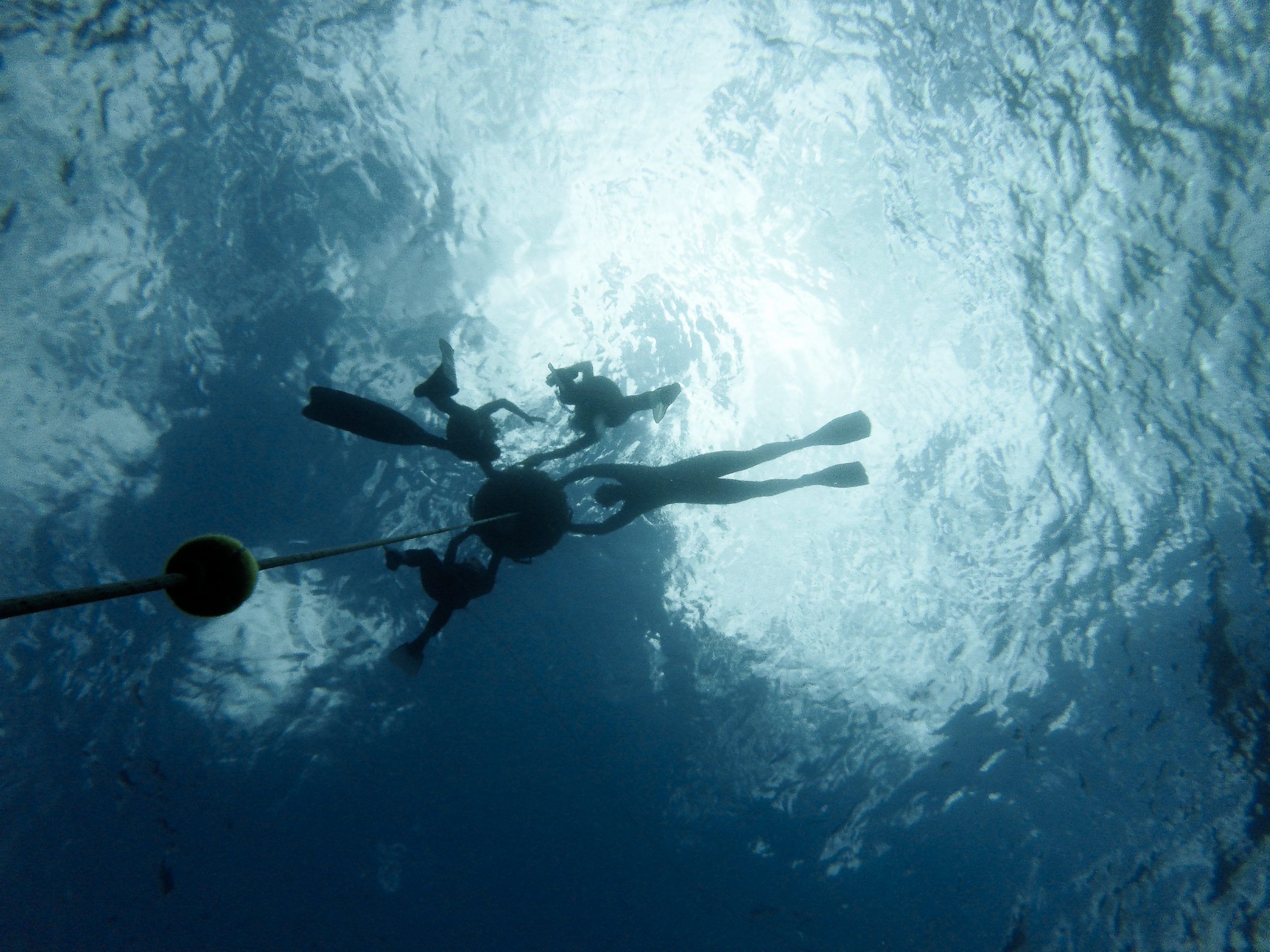 Azores Freediving gallery photo 1