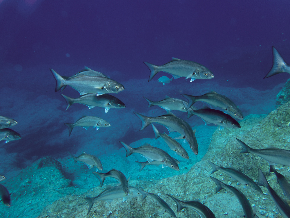 Azores Freediving gallery photo 2