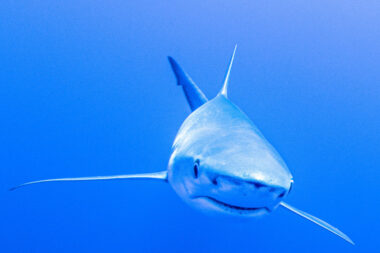 Portrait requin bleu