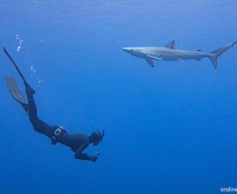 Freediver & Shark