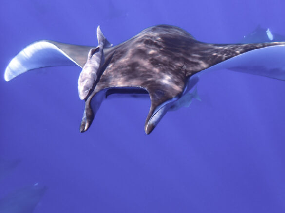 Mobula Face Apnée Açores