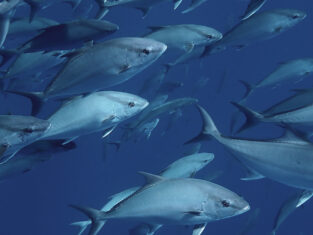 amberjacks santa maria açores