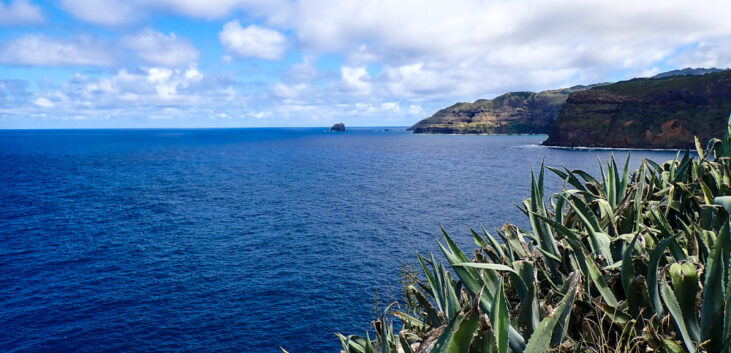 aloe vera santa maria açores