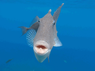Baliste Apnée Açores