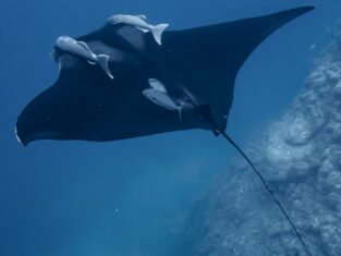 Manta ray - Freediving pic - Ondine Dispagne