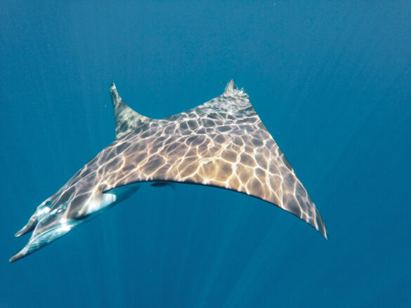 Mobula light apnée açores