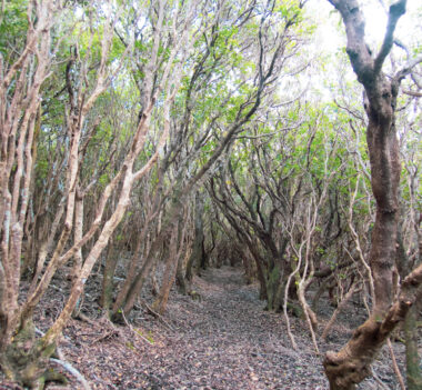Sous Bois Santa Maria Açores