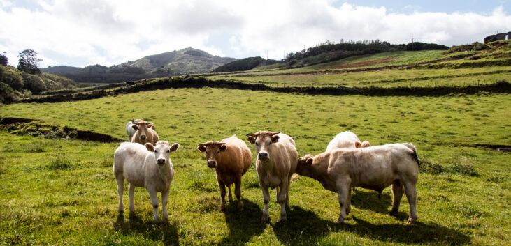 vaches santa maria açores