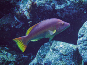 Hogfish