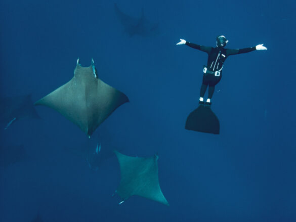 Mobula et freediver 2