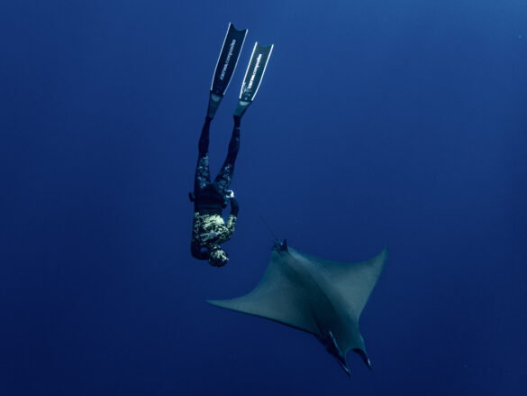 Mobula et freediver 1