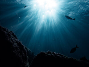 Poisson grotte contre jour açores
