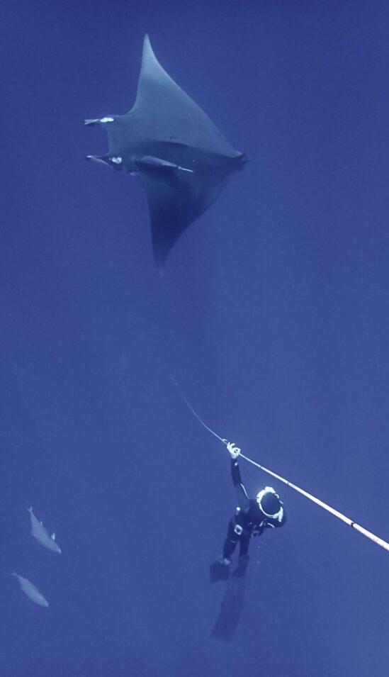 Sensation course Mobula Freediver