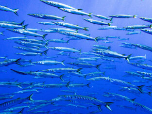 bicudas açores formigas
