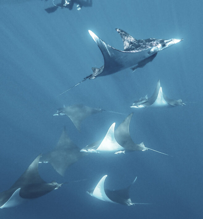 Full of Mobula
