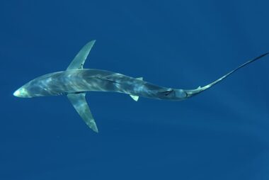 Requin bleu vue du ciel