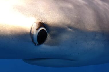 dans l'œil du requin bleu