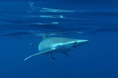 requin bleu virage