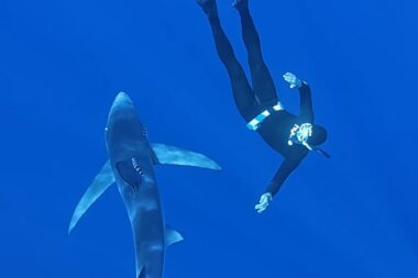 requin bleu et apnéiste
